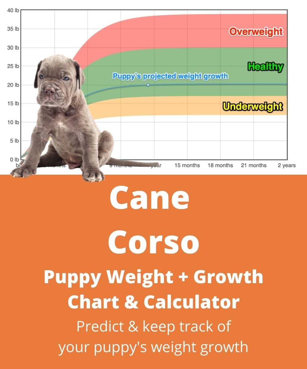 cane-corso Puppy Weight Growth Chart